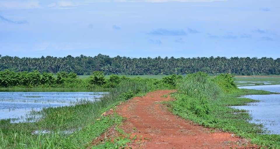 Society for Odonate Studies